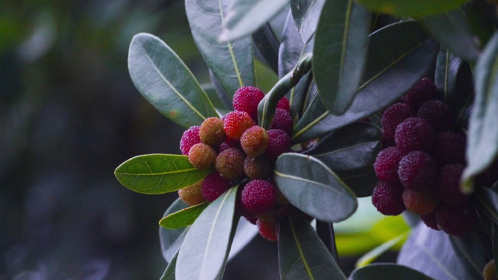 保鲜冷库保鲜杨梅时要注意哪些问题