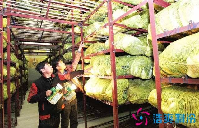1000吨大白菜保鲜库