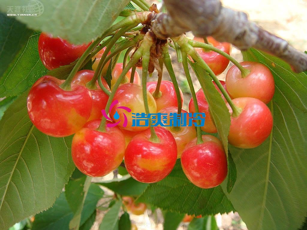 六玄网132432制冷，气调库，普通冷藏库